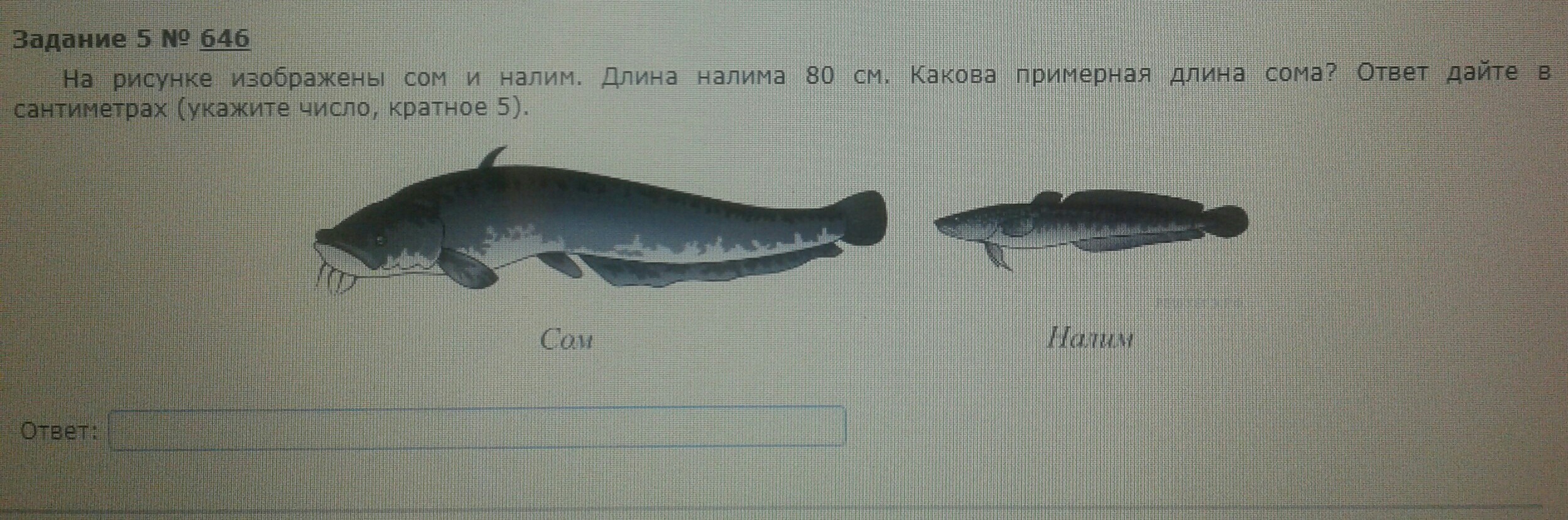 Скороговорка налима ловили. Примерная длина сома. Средний вес налима. На рисунке изображены сом и налим. Сом какова примерная длина.