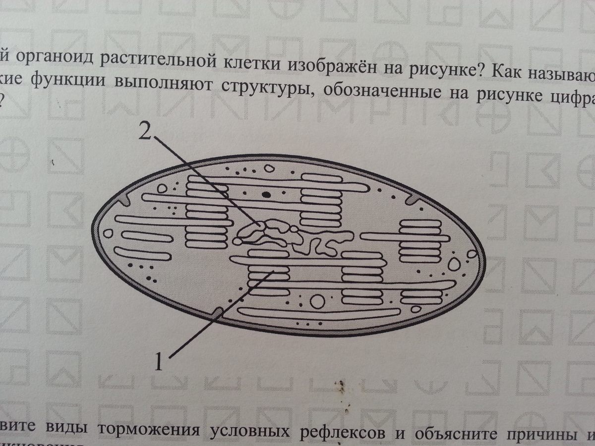 Какой органоид растительной клетки изображен на рисунке назовите структуры обозначенные на рисунке