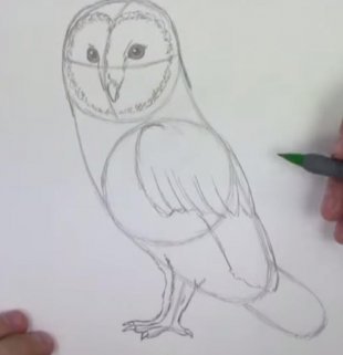 Как нарисовать сову карандашом поэтапно.