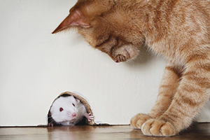 забавные картинки с котом и мышью