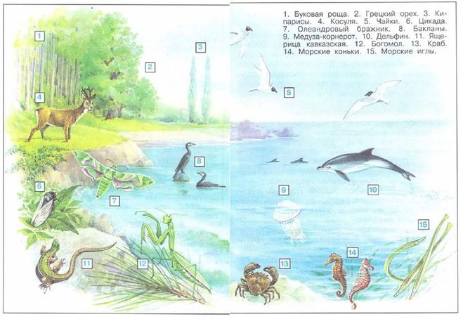 рисунок экологических связей в природе Черноморского побережья Кавказа цепи питания