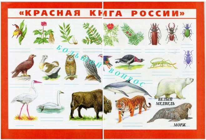 животные арктических пустынь крансая книга россии