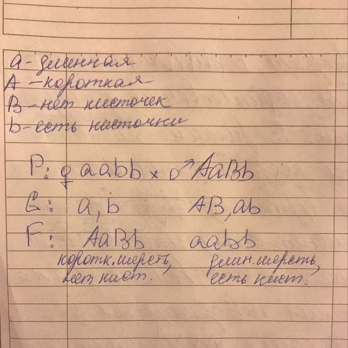 Длинная шерсть у кошек рецессивная по отношению. Длинная шерсть у кошек рецессивна по отношению. У кошек длинная шерсть рецессивная по отношению к короткой. Длинная шерсть у кошек рецессивный признак. Длинная шерсть у кошек рецемивны.