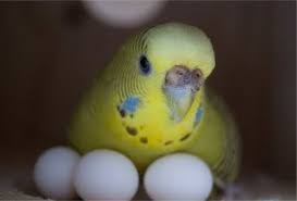 попугай ест свои яйца