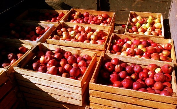 600 кг яблок в ящиках