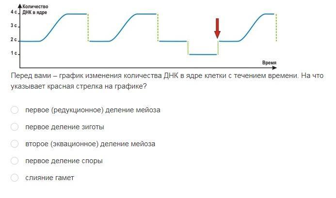 Количество днк. График изменения количества ДНК В ядре клетки. График изменения количества ДНК В ядре клетки с течением времени. График изменения количества ДНК В клетках с течением времени. Перед вами график изменения количества ДНК В ядре.