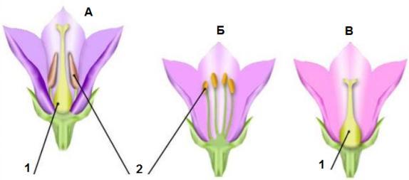 Репродуктивные части имеют цветки обозначенные на рисунке буквами