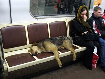 бродячие собаки в московском метро