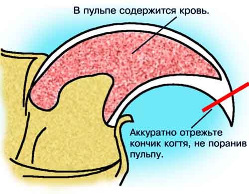 текст при наведении