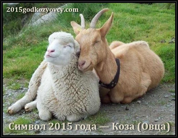 текст при наведении - коза и овца