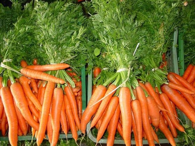 Как вырастить морковь в дождливое и холодное лето