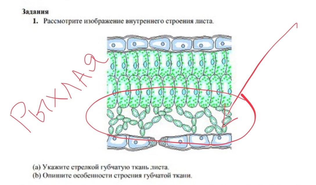 Какие клетки листа растения обозначены на рисунке цифрой 1 какие функции они выполняют в какой