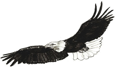 рисовать орла 6