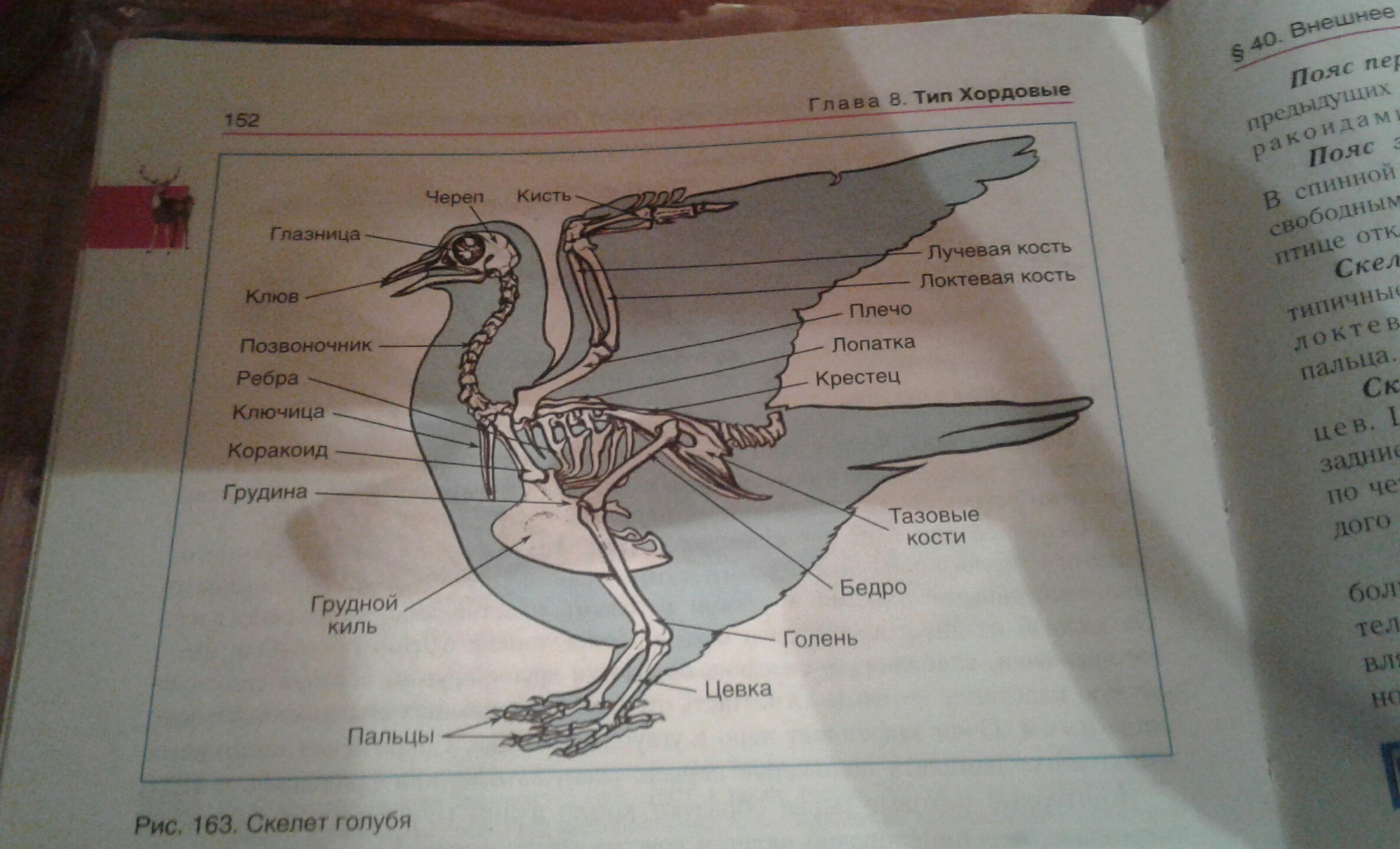 Класс птицы учебники. Строение птиц связанные с полетом. Строение птиц связанное с полетом. Внутреннее строение птиц связанные с полетом. Пневматические кости у птиц.
