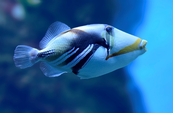 Океанариум Аквариум, Красивая рыбка Тетрадонт