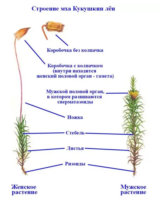 Мох кукушкин лен рисунок