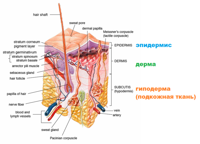 строение кожи