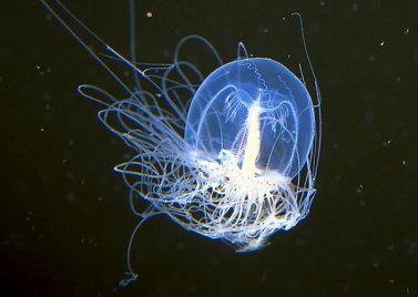 Срок жизни медуз.