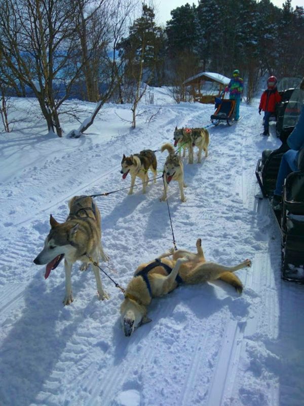 dogs sledge