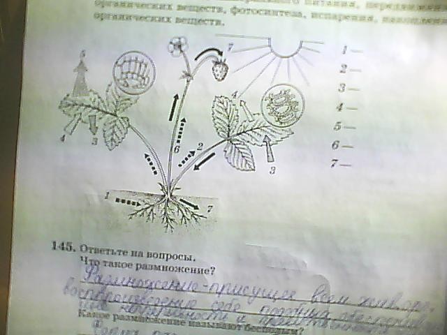 Рассмотрите рисунок показывающий обмен веществ в растении укажите какими цифрами на рисунке ответы