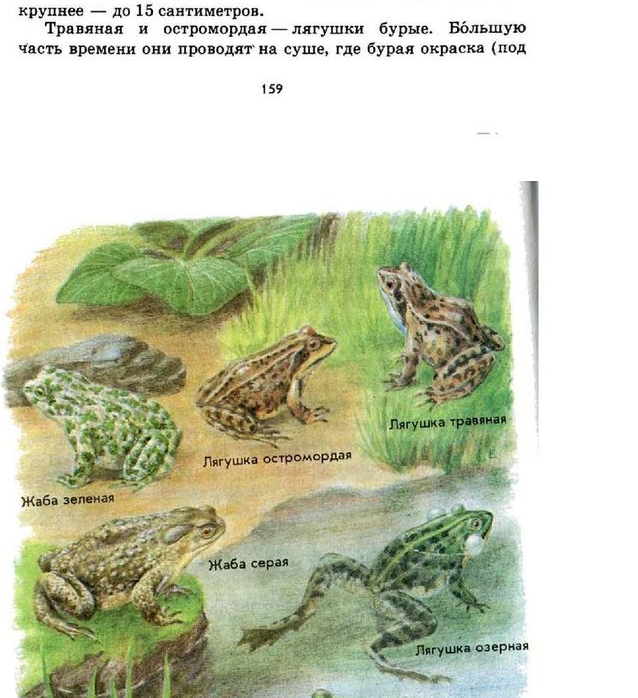 Похожие но разные. Плешаков зеленые страницы Жабы и лягушки. Книга зелёные страницы 2 класс про лягушку и жабу. Книга зеленые страницы про лягушек и жаб. Зелёные страницы 2 класс лягушка и жаба.