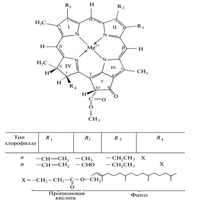 Особенности хлорофилла. Структура хлорофилла. Строение хлорофилла. Структура молекулы хролофила. Строение молекулы хлорофилла.