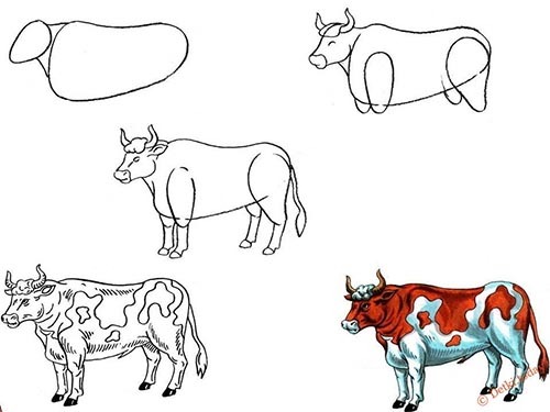 корова рисунок поэтапно