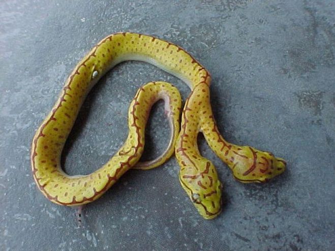 двухголовая змея