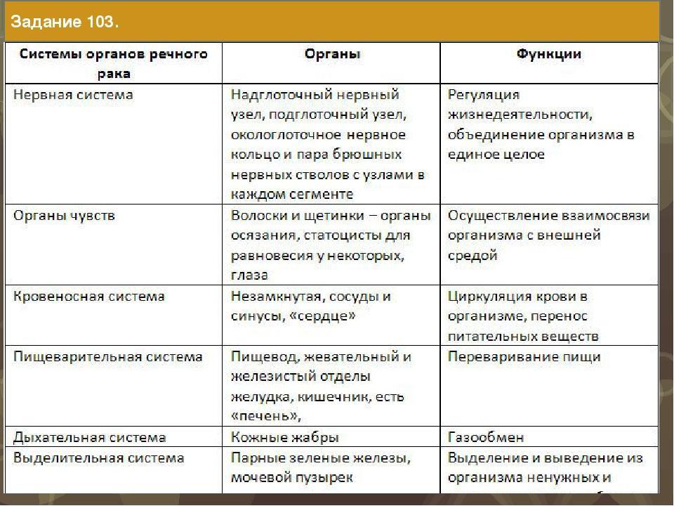 Системы органов членистоногих и описание таблицы
