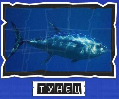 игра:слова от Mr.Pin вспомниЛось морские обитатели на фото тунец