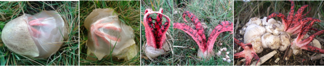 clathrus archeri