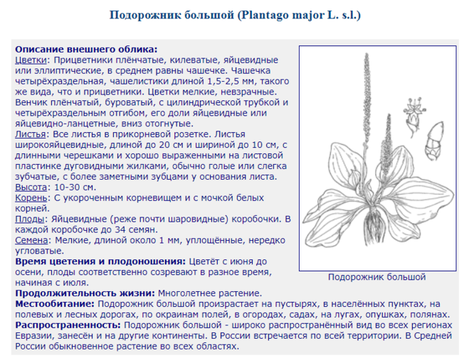 Описание листьев подорожника большого