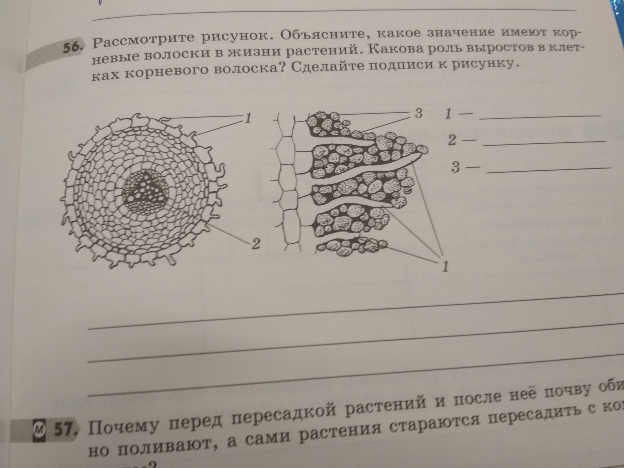 Рассмотрите рисунок объясните какое значение имеют корневые волоски в жизни растений какова роль