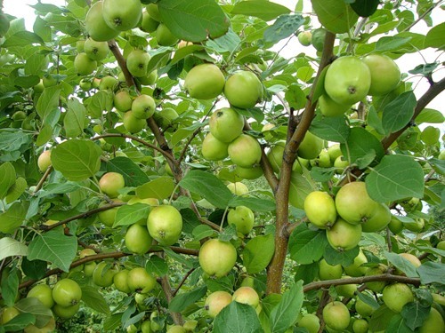 Как повысить урожайность яблони?