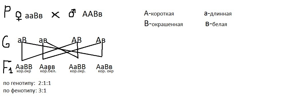 Каковы генотипы белых морских свинок