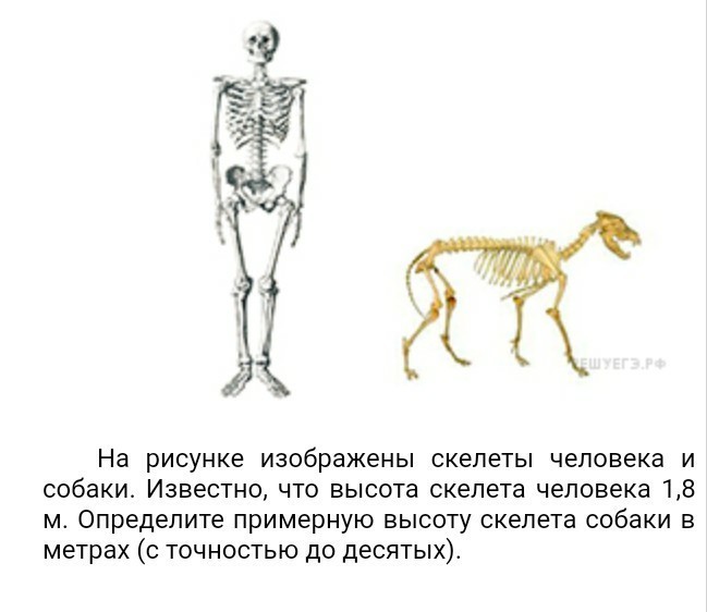 Впр скелета. Скелет человека и собаки. Скелет человека и скелет собаки. На рисунке изображены скелеты человека и собаки. Скелет человека рисунок.