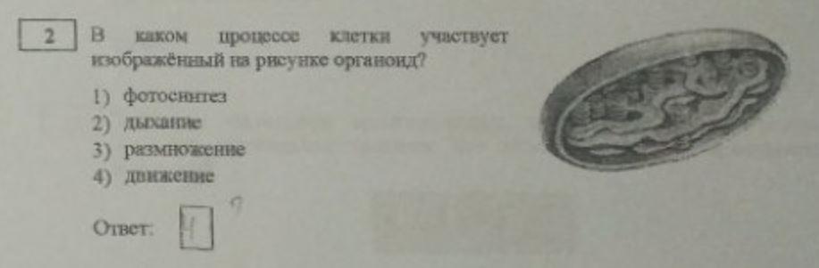 Какой процесс клетки изображен на рисунке. В каком процессе клетки участвует изображённый на рисунке органоид. Определите органоид изображенный на рисунке. 9. Какой органоид изображен на рисунке?. В каком процессе участвует изображенный на рисунке органоид.