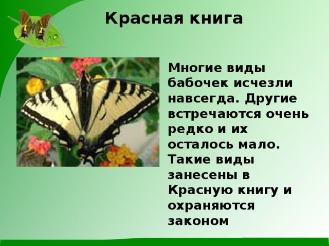 Рассказ про бабочек для 1 класса окружающий мир