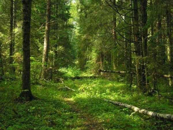 лес, заблудиться в лесу