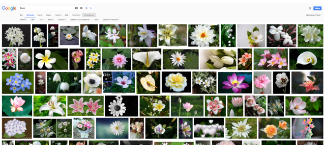 Программа для цветов по фото. Распознавание растений по картинке. Распознаватель цветов по фото. Как определить цветок по фото.