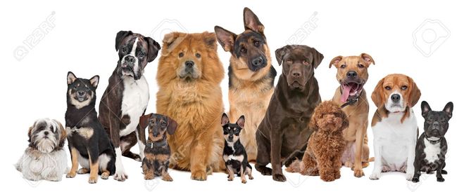 разные породы собак, клички для собак