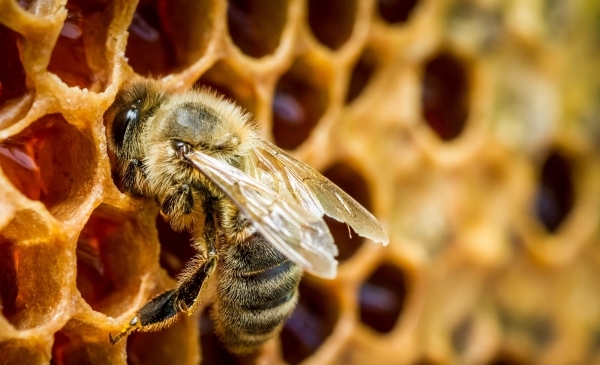 натуральность мёда в домашних условиях
