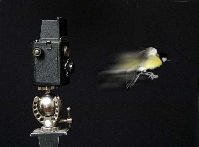 птичка вылетает из фотоаппарата