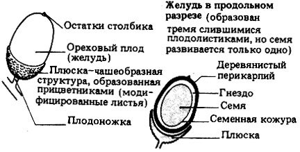 Как называется шапочка у желудя. Смотреть фото Как называется шапочка у желудя. Смотреть картинку Как называется шапочка у желудя. Картинка про Как называется шапочка у желудя. Фото Как называется шапочка у желудя