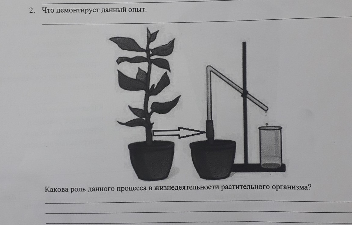 В изображенном на рисунке опыте тюльпан. Процессы жизнедеятельности растений. Процесс жизнедеятельности растений схема. Опыты по процессов жизнедеятельности растений. Изображение процессов жизнедеятельности растений на рисунке.