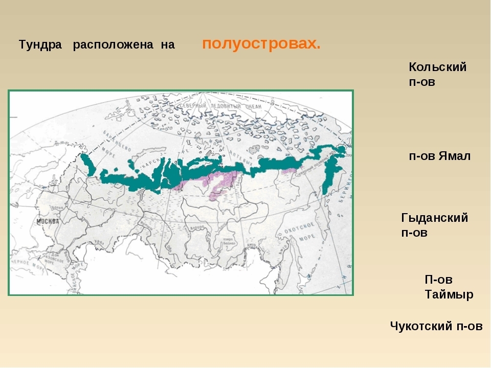 Тундра изображение на карте. Тундра на карте. Тундра границы на карте. Тундра на карте России. Зона тундры на карте России.