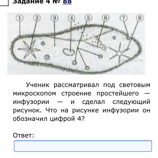 Лист под цифрой 4. Ученик рассматривал под микроскопом. Инфузория под микроскопом строение. Ученики, рассмотри, ученик рассмотрел под микроскопом лист.. Строение инфузории под микроскопом рисунок.