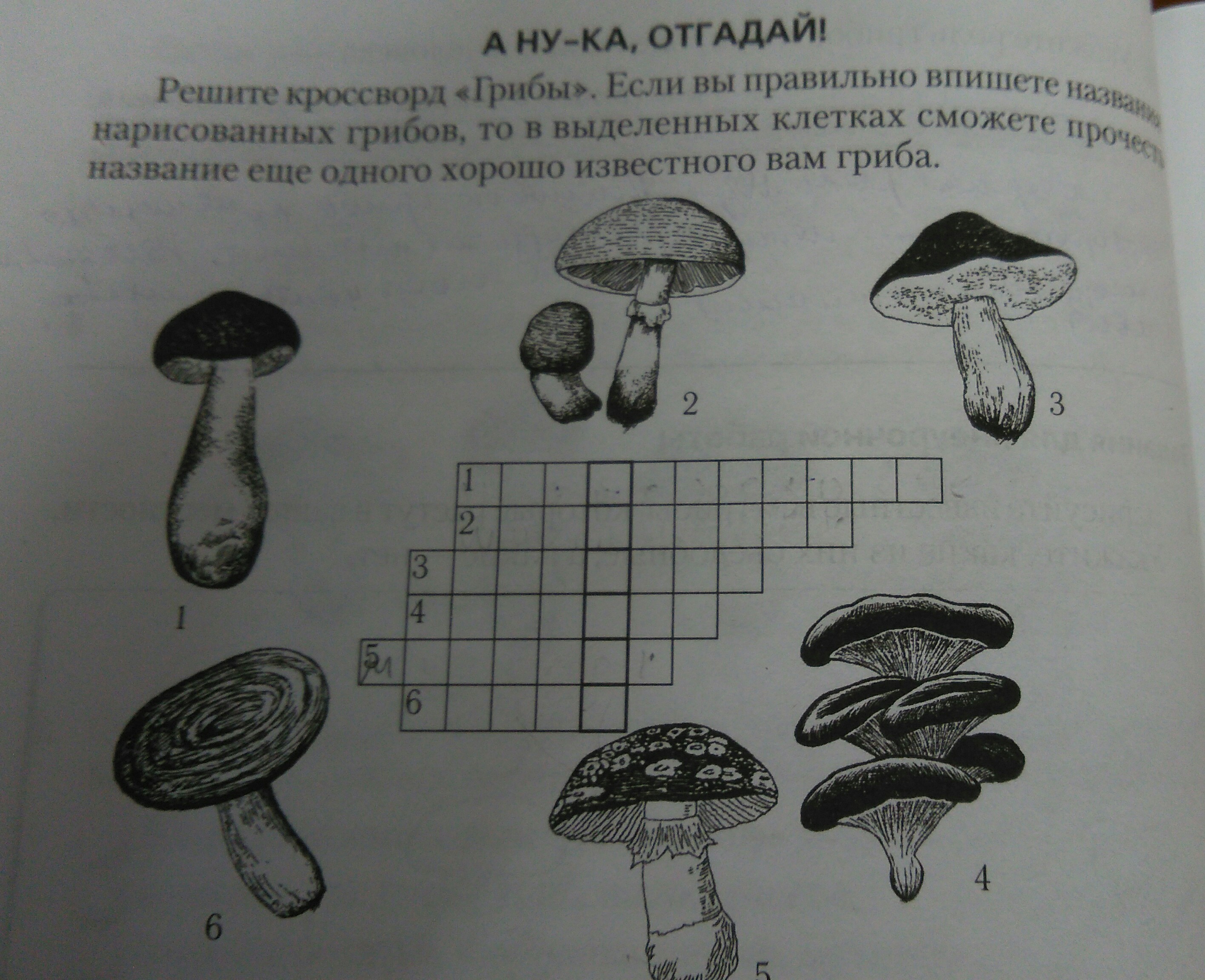 Какие грибы изображены на рисунке. Кроссворд про грибы. Задания по теме грибы 6 класс.