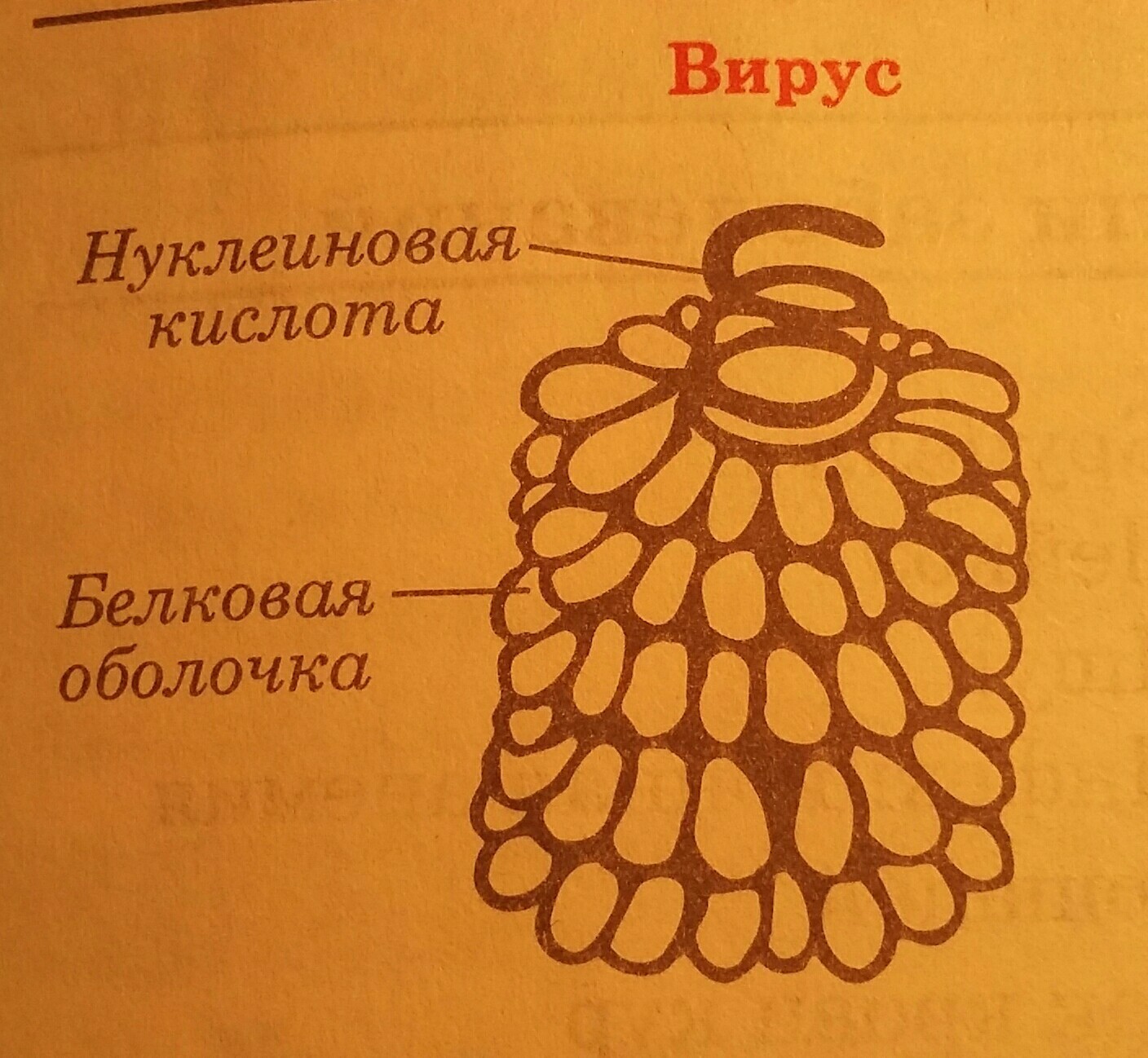 Оболочка белка. Белковая оболочка вируса. Вирусы без белковой оболочки. Как называется белковая оболочка вируса. Какие функции выполняет белковая оболочка вирусов.