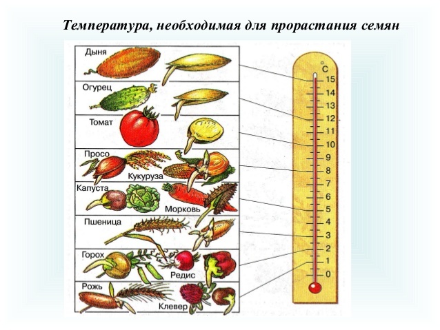 Температура прорастания семян томатов